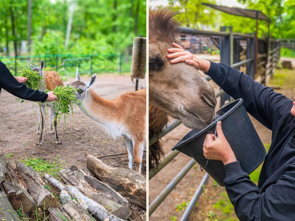 Guanako i wielbłąd podczas spotkań BLIŻEJ w Orientarium Zoo Łódź