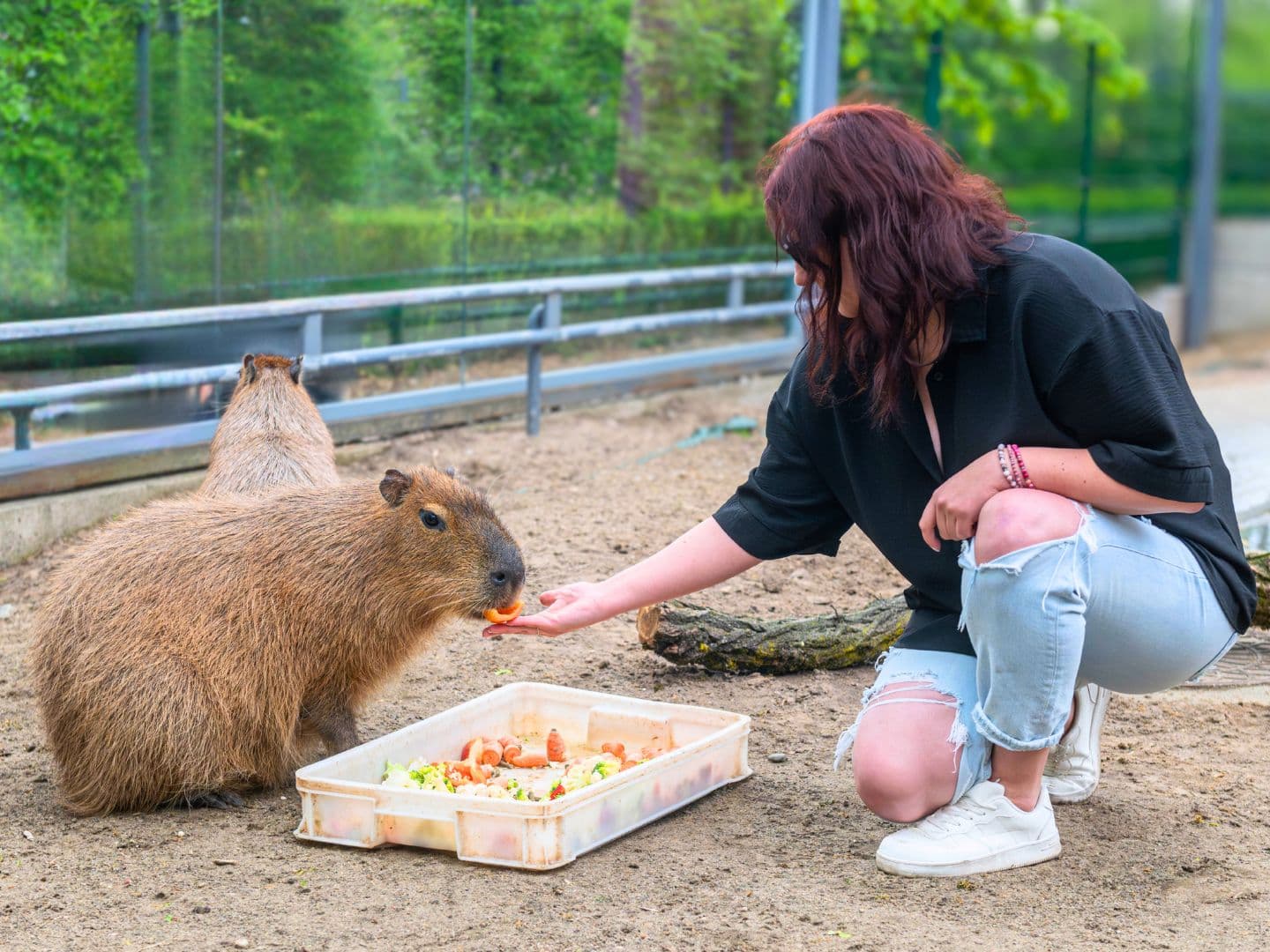 Kapibara w Orientarium Zoo Łódź