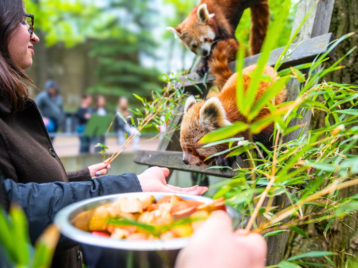 Panda mała wśród drzew w Orientarium Zoo Łódź