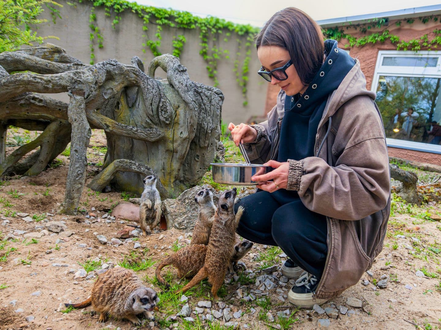 Surykatka stojąca na czatach w Orientarium Zoo Łódź
