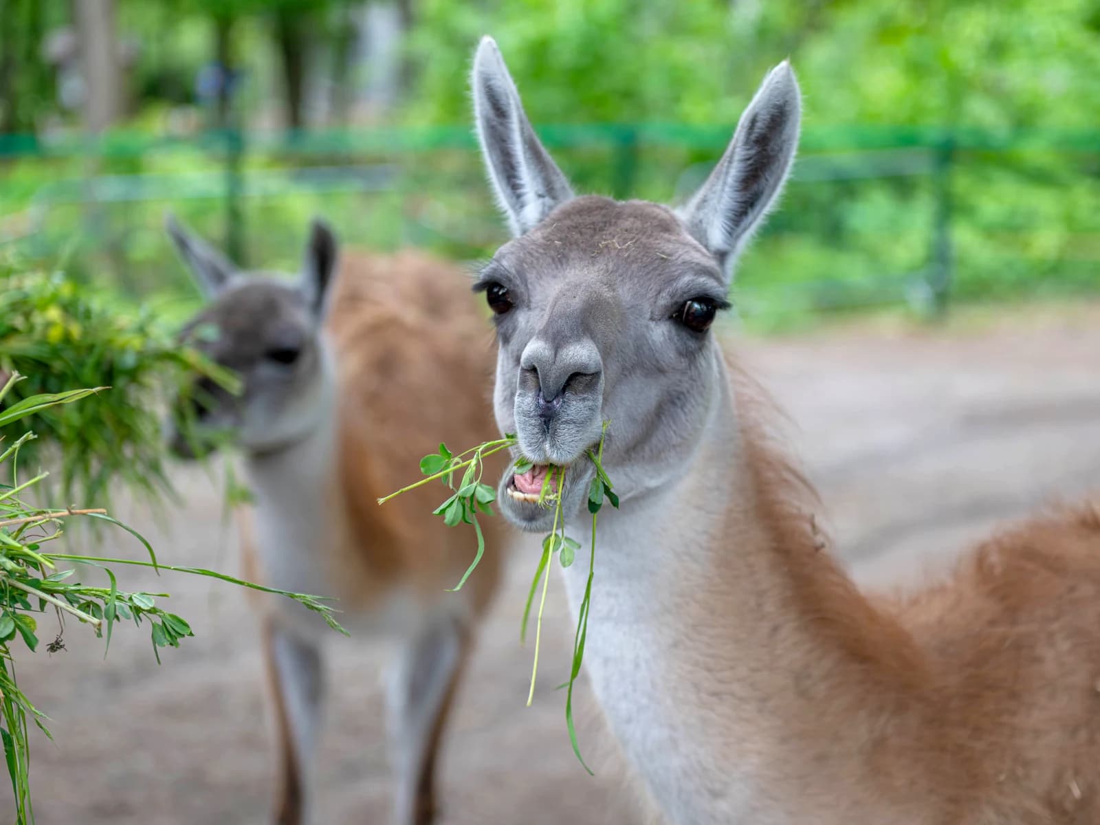 Guanaco i Wielbłąd, zdjęcie z galerii 1