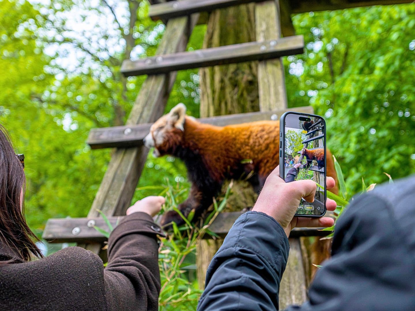 Panda mała w naturalnym otoczeniu Orientarium Zoo Łódź