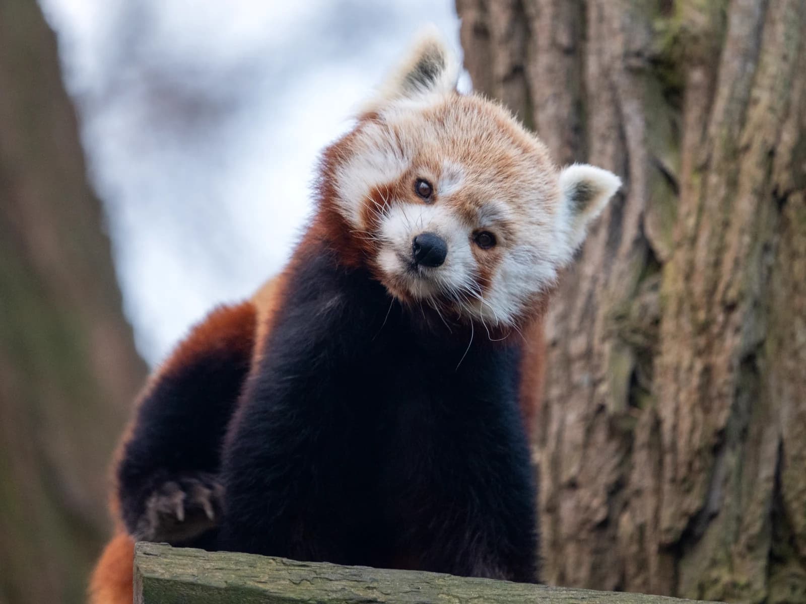 Panda Ruda, zdjęcie z galerii 2