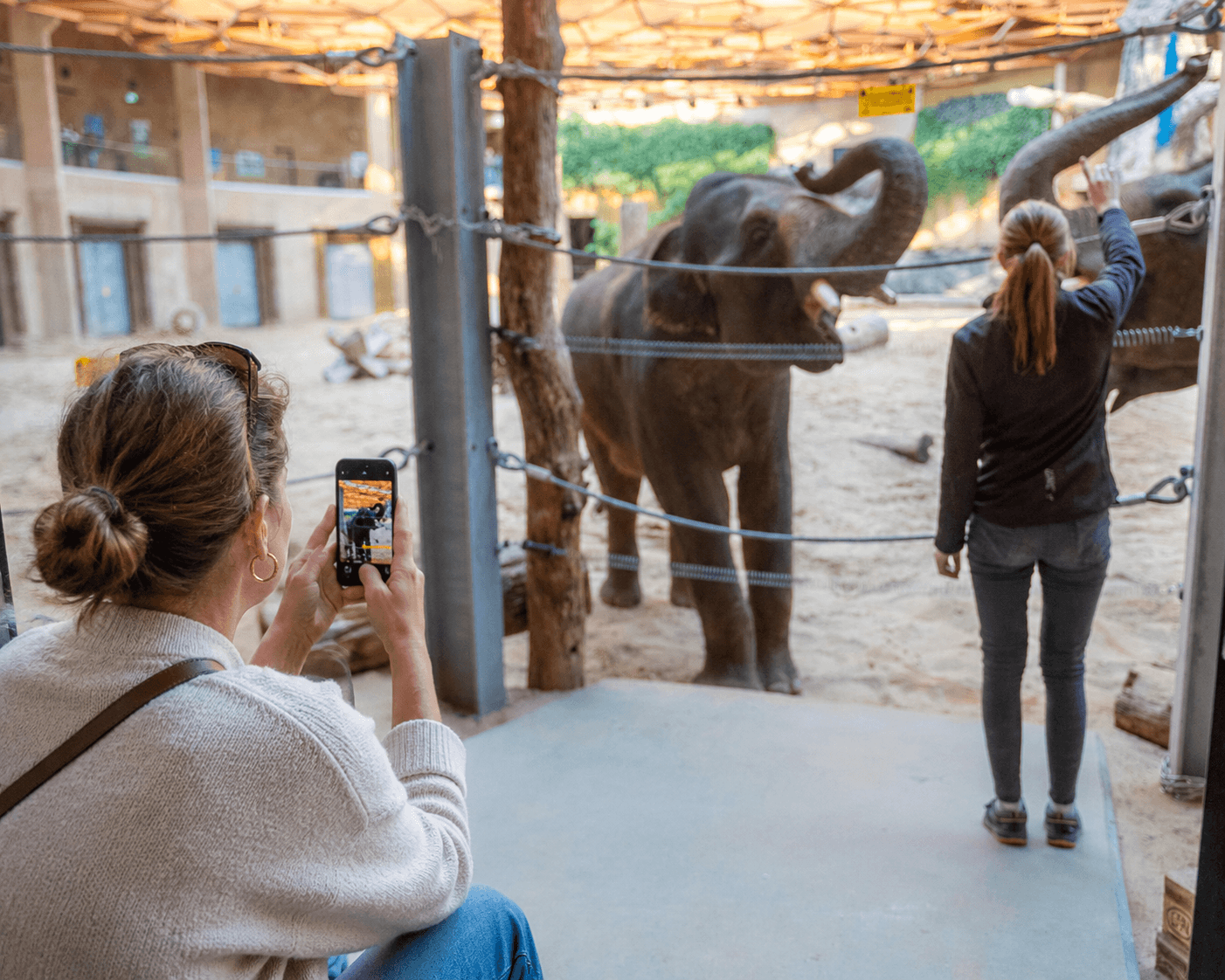 Opiekun w zielonej koszulce prowadzi kąpiel słonia w Orientarium Zoo Łódź