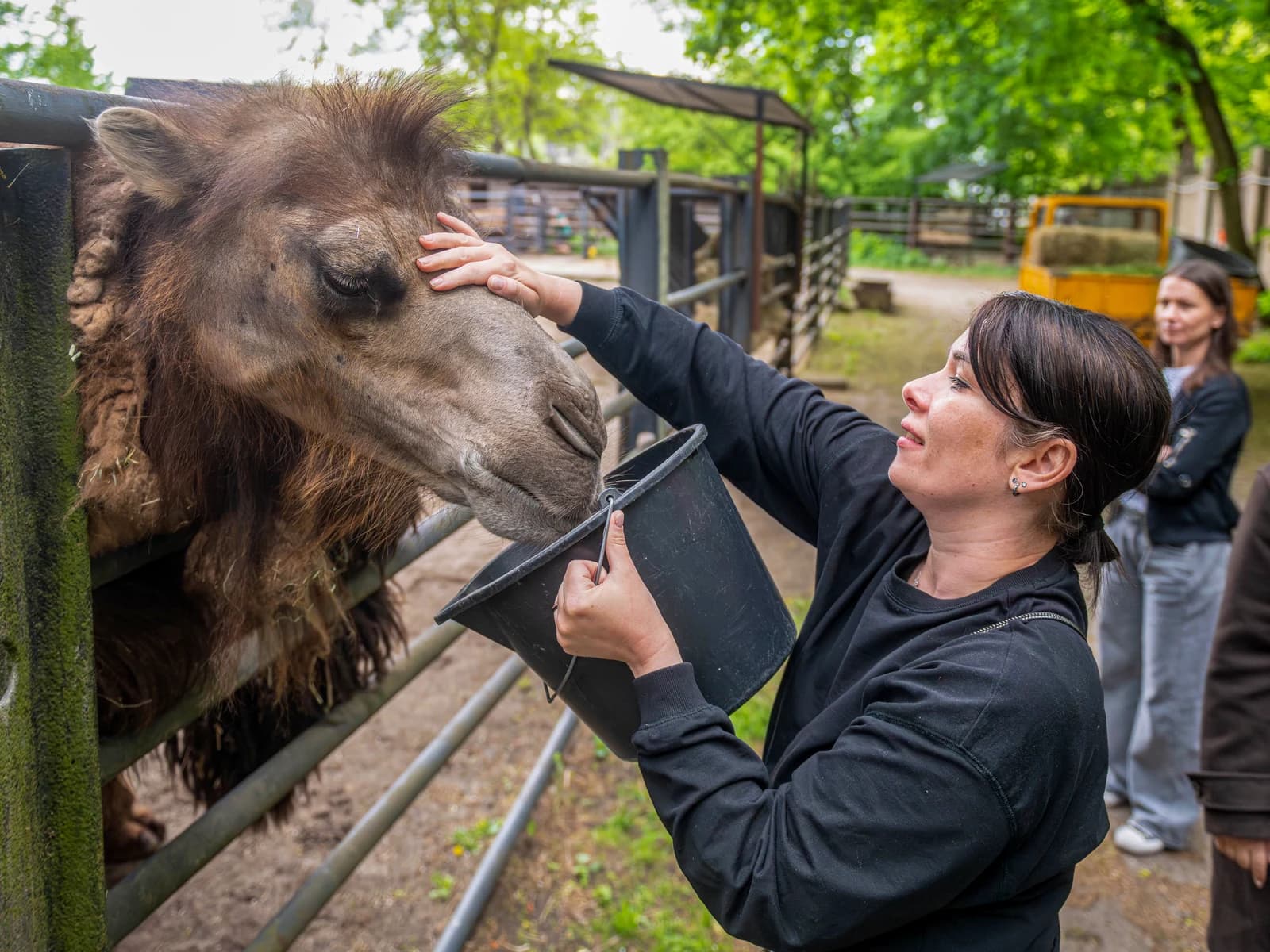 Guanaco i Wielbłąd, zdjęcie z galerii 2